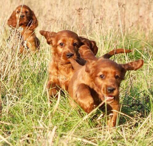Irish Red Setter Welpen toben auf einer Wiese